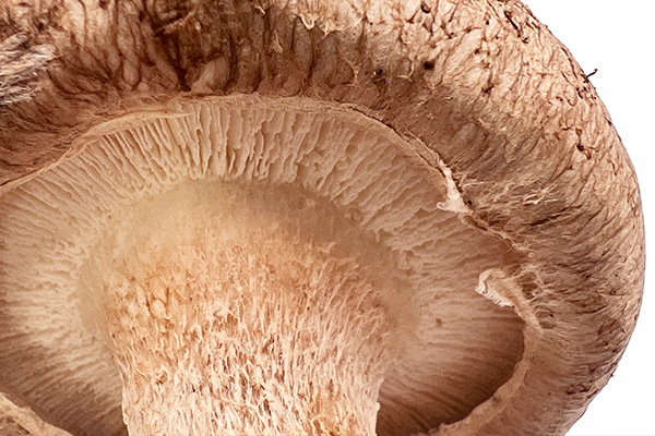 しいたけ栽培所の写真